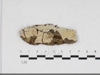 藏品(剛毛絲皮菌)的圖片