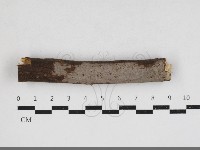 藏品(刺革菌屬)的圖片