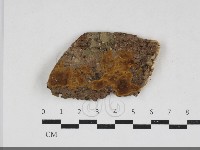 藏品(木層孔菌屬)的圖片