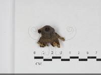 藏品(地星屬)的圖片