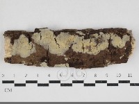 藏品(齒耳菌屬)的圖片