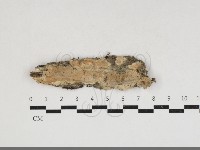 藏品(卵孢木齒菌)的圖片