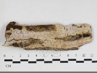 藏品(擬射脈菌屬)的圖片