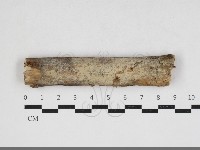 藏品(剛毛絲皮菌)的圖片