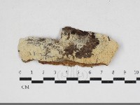 藏品(剛毛絲皮菌)的圖片