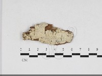 藏品(剛毛絲皮菌)的圖片