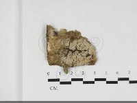 藏品(絲齒菌屬)的圖片