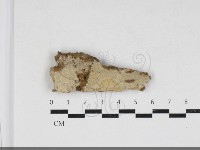 藏品(絲齒菌屬)的圖片