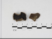 藏品(毛木耳)的圖片