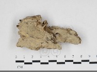 藏品(絲齒菌屬)的圖片