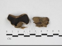 藏品(毛木耳)的圖片