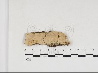 藏品(卵孢木齒菌)的圖片