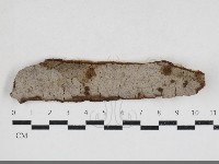 藏品(刺革菌屬)的圖片