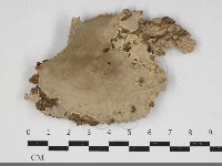 藏品(多年臥孔菌屬)的圖片