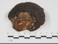 藏品(黃荊桑黃)的圖片