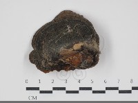 藏品(黃荊桑黃)的圖片