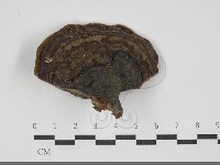 藏品(黃荊桑黃)的圖片