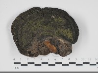 藏品(黃荊桑黃)的圖片