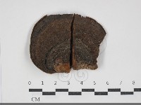 藏品(黃荊桑黃)的圖片