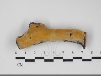 藏品(顯絲菌屬)的圖片