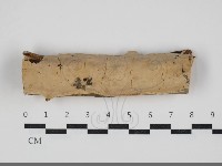 藏品(顯絲菌屬)的圖片