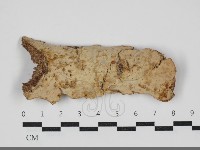 藏品(顯絲菌屬)的圖片