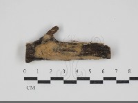 藏品(擬射脈菌屬)的圖片