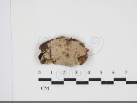 藏品(刺皮菌屬)的圖片