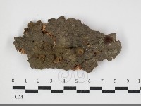 藏品(小菇屬)的圖片