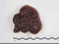 藏品(靈芝屬)的圖片