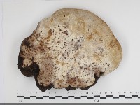 藏品(多年臥孔菌屬)的圖片