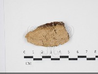 藏品(絲齒菌屬)的圖片