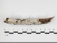 藏品(絲齒菌屬)的圖片