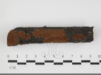 藏品(刺革菌屬)的圖片