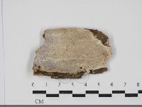 藏品(多年臥孔菌屬)的圖片