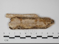 藏品(多年臥孔菌屬)的圖片