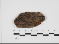 藏品(花耳屬)的圖片