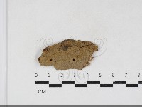 藏品(刺革菌屬)的圖片