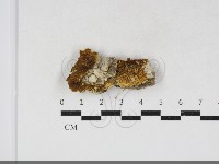 藏品(糖圓齒菌)的圖片