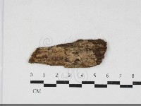 藏品(顯絲菌屬)的圖片