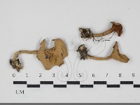 藏品(杯傘屬)的圖片