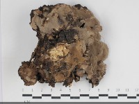 藏品(多年臥孔菌屬)的圖片