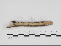 藏品(革墊菌屬)的圖片