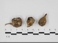 藏品(地星屬)的圖片