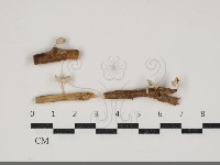 藏品(微皮傘屬)的圖片