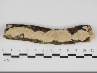 藏品(耙菌屬)的圖片