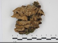 藏品(煙管菌)的圖片