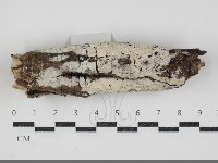 藏品(剛毛絲皮菌)的圖片