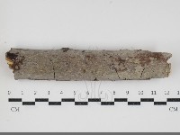 藏品(刺皮菌屬)的圖片