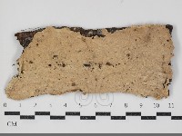 藏品(齒耳菌屬)的圖片